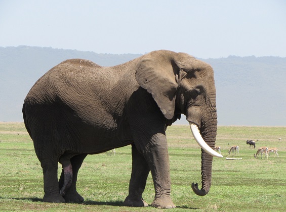 Tanzania safari tours
