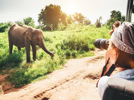 Wildlife Photography safari